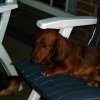 grillen_2011_20