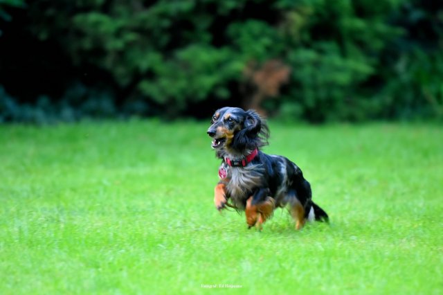 grillabend_2015_021